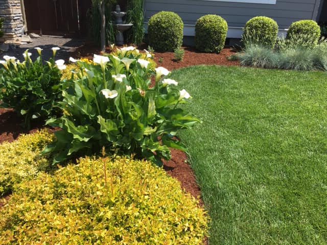 Pruning Hedge Trimming Neighborhood Lawn Care Vancouver Wa